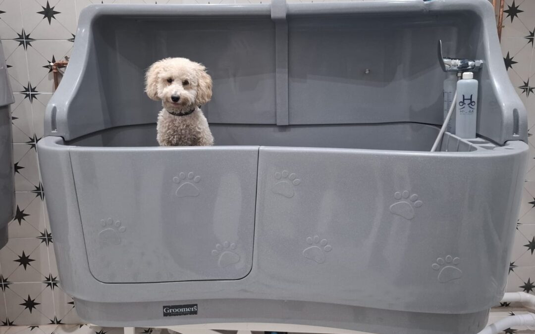New Dog Grooming Service & Day Care Centre