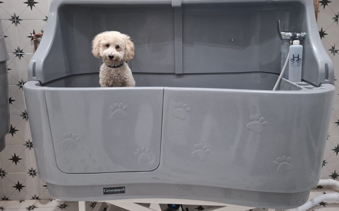 New Dog Grooming Service & Day Care Centre