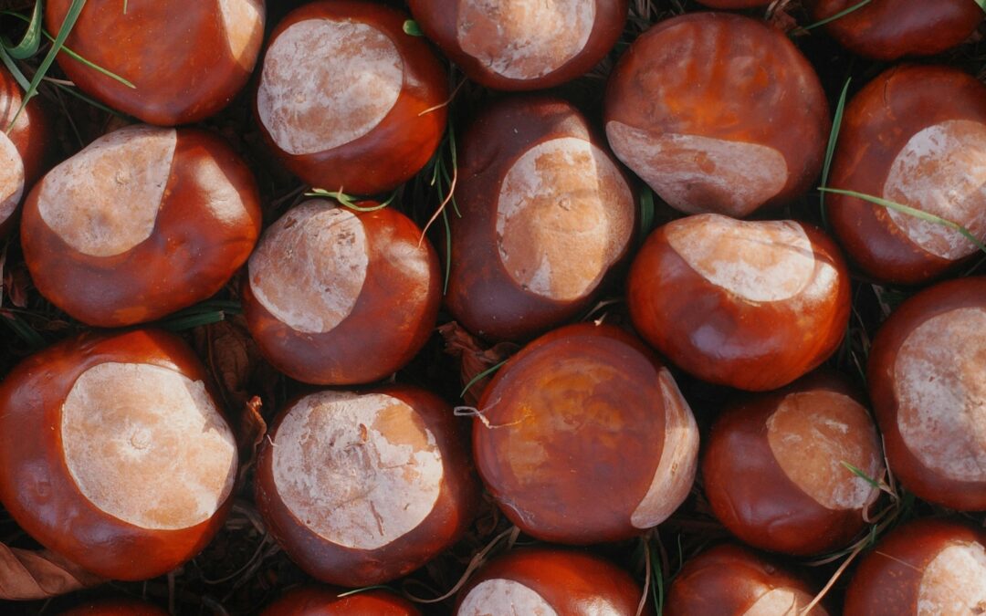 Bonkers For Conkers!